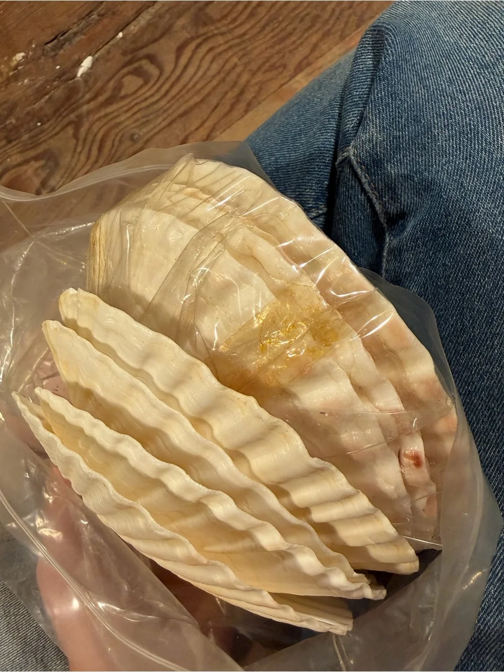 King Shells Decorative Shell Dish with Label. 8 total